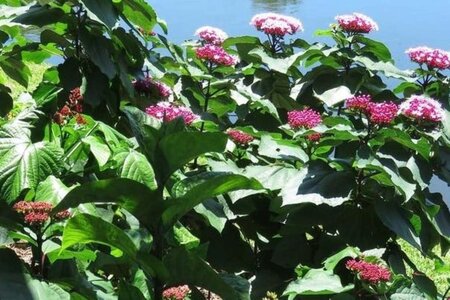 Clerodendrum bungei 40-60 cm cont. 3,0L - afbeelding 3