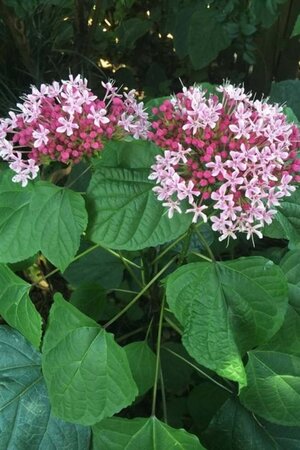 Clerodendrum bungei 80-100 cm cont. 7,5L - afbeelding 1