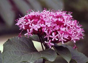 Clerodendrum bungei 80-100 cm cont. 7,5L - afbeelding 2