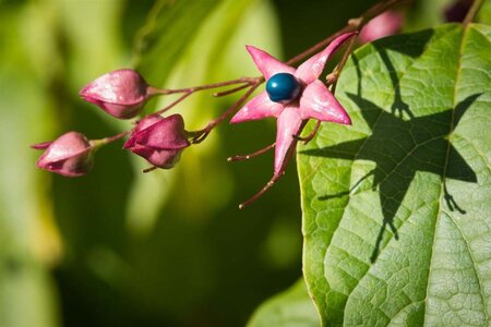 Clerodendrum trichotomum 60-80 cm container - afbeelding 1