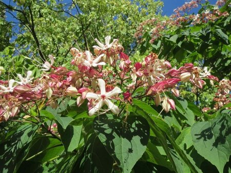 Clerodendrum trichotomum 60-80 cm container - afbeelding 3