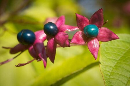 Clerodendrum trichotomum 60-80 cm container - afbeelding 4