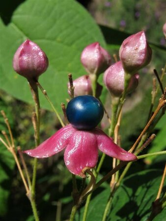 Clerodendrum trichotomum 60-80 cm container - afbeelding 5