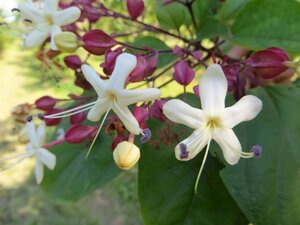 Clerodendrum trichotomum 60-80 cm container - afbeelding 8