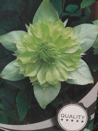 Clematis florida 'Alba Plena' (groen/wit) 70 cm vierkant 2L