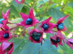 Clerodendrum trichotomum fargesii 100-125 cm container - afbeelding 1