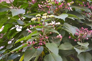 Clerodendrum trichotomum fargesii 100-125 cm container - afbeelding 3