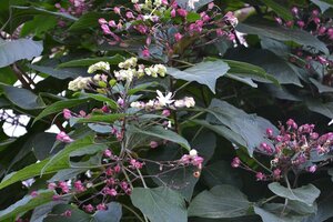 Clerodendrum trichotomum fargesii 100-125 cm container - afbeelding 4