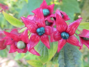 Clerodendrum trichotomum fargesii 100-125 cm container - afbeelding 7