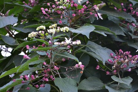 Clerodendrum trichotomum fargesii 60-80 cm container - afbeelding 4