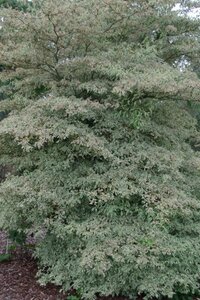 Cornus alternifolia 'Argentea' 50-60 cm met kluit - afbeelding 2