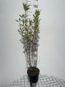 Cornus alba 'Elegantissima' 60-80 cm cont. 3,0L - afbeelding 3