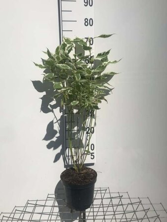 Cornus alba 'Elegantissima' 60-80 cm cont. 3,0L - afbeelding 5