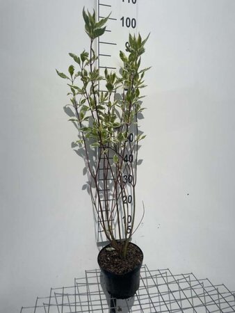 Cornus alba 'Elegantissima' 60-80 cm cont. 3,0L - afbeelding 5