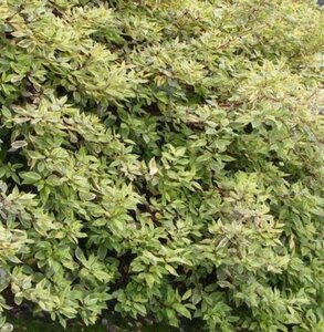 Cornus alba 'Gouchaultii' 60-100 cm BR bushes - image 3