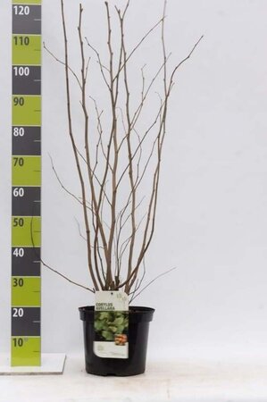 Corylus avellana 80-100 cm cont. 7,5L - afbeelding 5