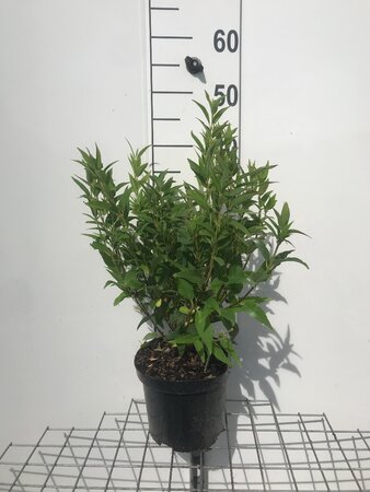 Deutzia gracilis 30-40 cm cont. 3,0L - afbeelding 13