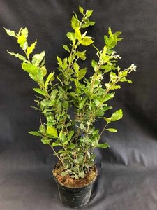 Deutzia gracilis 40-50 cm cont. 3,0L - image 7