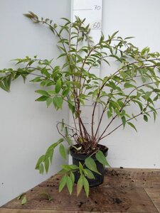 Deutzia rosea 'Campanulata' 50-60 cm cont. 3,0L - afbeelding 8