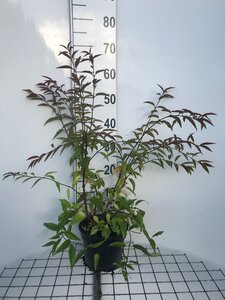 Deutzia rosea 'Campanulata' 50-60 cm cont. 3,0L - afbeelding 6