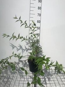 Deutzia rosea 'Campanulata' 50-60 cm cont. 3,0L - afbeelding 2
