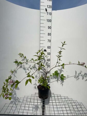 Deutzia rosea 'Campanulata' 50-60 cm cont. 3,0L - afbeelding 10