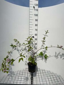Deutzia rosea 'Campanulata' 50-60 cm cont. 3,0L - afbeelding 10