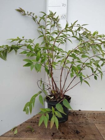 Deutzia rosea 'Campanulata' 50-60 cm cont. 3,0L - image 3