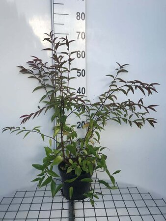 Deutzia rosea 'Campanulata' 50-60 cm cont. 3,0L - image 5