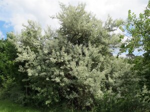 Elaeagnus angustifolia 16-18 Hoogstam cont. 130L - afbeelding 7