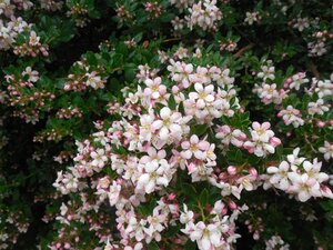 Escallonia 'Apple Blossom' 40-60 cm cont. 3,0L - afbeelding 1