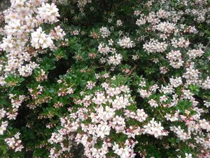 Escallonia 'Apple Blossom' 40-60 cm cont. 3,0L - afbeelding 2