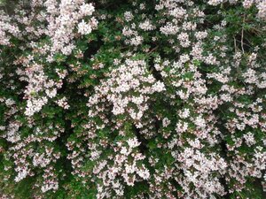 Escallonia 'Apple Blossom' 40-60 cm cont. 3,0L - afbeelding 3