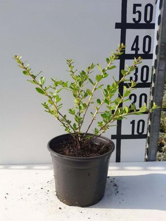 Escallonia 'Donard Seedling' 30-40 cm cont. 3,0L - afbeelding 5