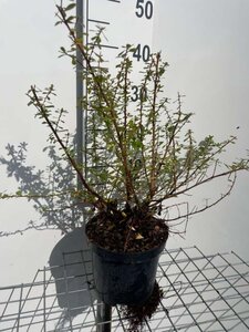 Escallonia 'Donard Seedling' 30-40 cm cont. 3,0L - afbeelding 6
