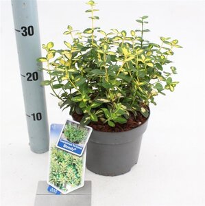 Euonymus fort. Blondy 20-25 cm cont. 2,0L - afbeelding 1