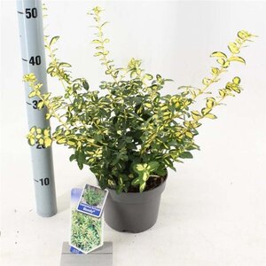 Euonymus fort. Blondy 20-25 cm cont. 2,0L - afbeelding 5