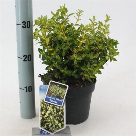 Euonymus fort. Blondy 20-25 cm cont. 2,0L - afbeelding 2