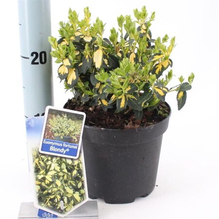 Euonymus fort. Blondy 20-25 cm cont. 2,0L - afbeelding 3