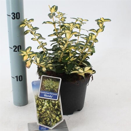 Euonymus fort. Blondy 20-25 cm cont. 2,0L - afbeelding 4