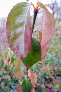 Euonymus fort. 'Dart's Blanket' 30-40 cm cont. 3,0L - afbeelding 1