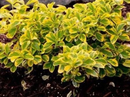 Euonymus fort. 'Emerald 'n' Gold' 10-12 cm 0,55L/P9cm - afbeelding 3