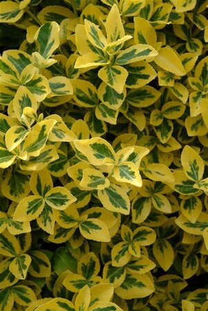 Euonymus fort. 'Emerald 'n' Gold' 25-30 cm cont. 3,0L - image 1