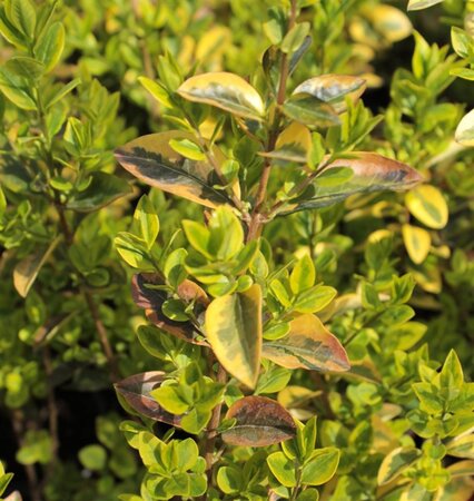 Euonymus fort. 'Emerald 'n' Gold' 30-40 cm cont. 10L - afbeelding 2