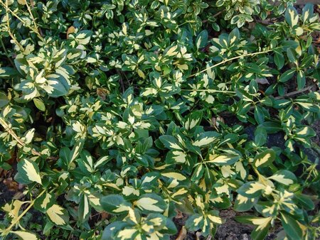Euonymus fort. 'Sunspot' 25-30 cm cont. 3,0L - afbeelding 1