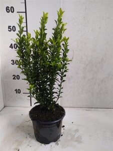 Euonymus jap. 'Green Spire' 30-40 cm cont. 2,0L