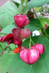 Euonymus planipes 40-60 cm container - afbeelding 6
