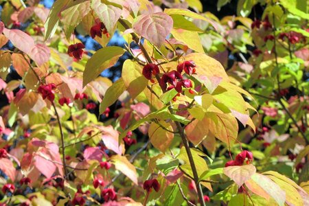 Euonymus planipes 80-100 cm container - afbeelding 3