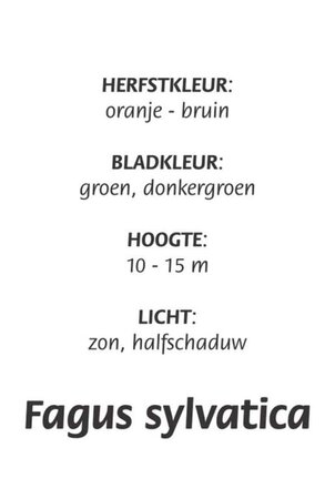 Fagus sylvatica 125-150 cm cont. 5,0L - afbeelding 9