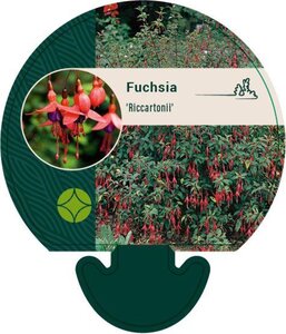 Fuchsia 'Riccartonii' geen maat specificatie 0,55L/P9cm
